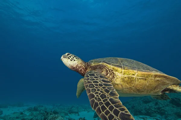 Tropical Reef Underwater — Stock Photo, Image