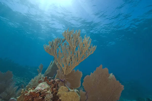 Récif tropical sous-marin — Photo