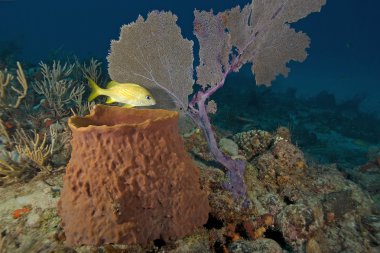 Sualtı key largo mercan resifi