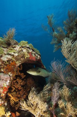 Sualtı key largo mercan resifi