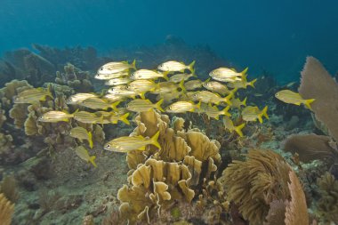 Sualtı key largo mercan resifi