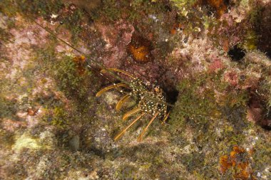 Sualtı key largo mercan resifi