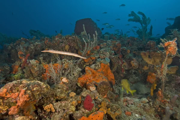 Underwater key largo korallrev — Stockfoto