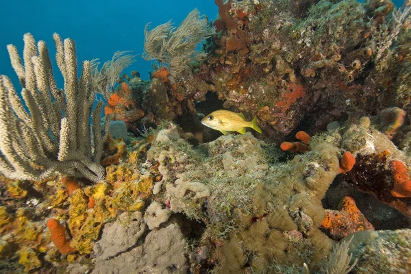 Podvodní key largo korálový útes — Stock fotografie