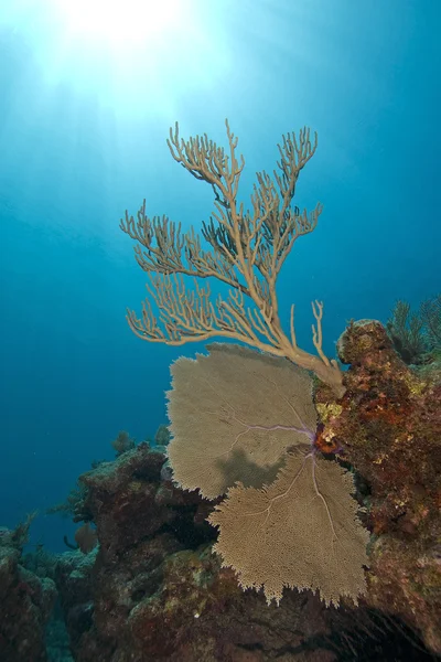 Underwater Key Largo Coral Reef — Stock Photo, Image