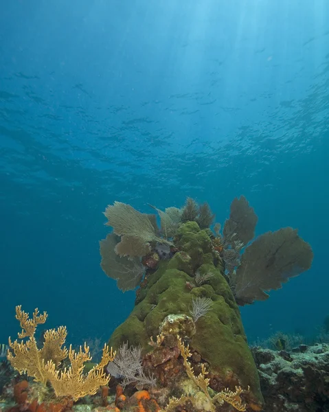 Underwater key largo korallrev — Stockfoto