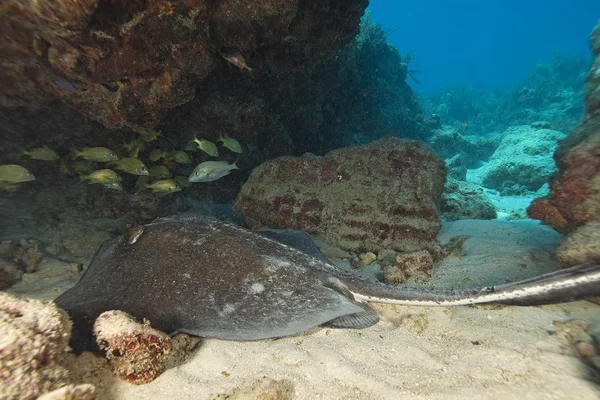 Underwater Key Largo Coral Reef — Stock Photo, Image