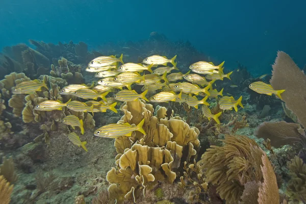 Onderwater key largo koraalrif — Stockfoto
