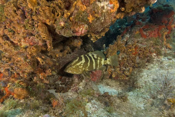 Clé sous-marine Largo Coral Reef — Photo