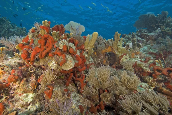 Underwater key largo korallrev — Stockfoto