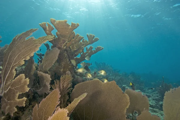 Underwater key largo korallrev — Stockfoto