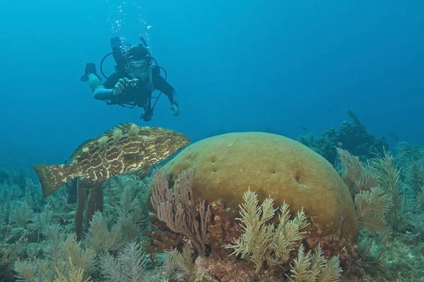 Llave submarina Largo Coral Reef —  Fotos de Stock