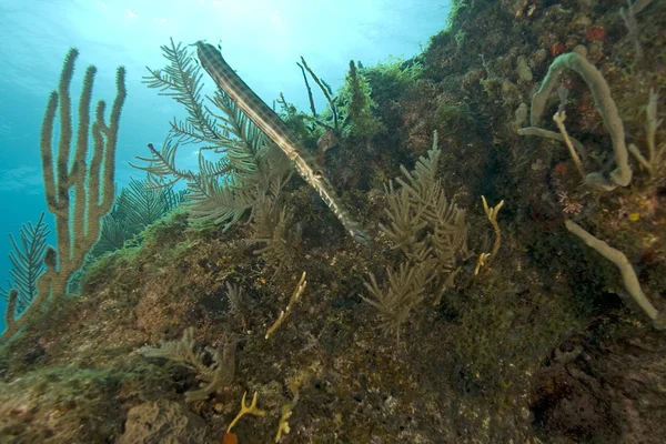 Chiave subacquea Largo Coral Reef — Foto Stock