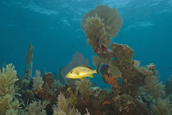 Underwater key largo korallrev — Stockfoto