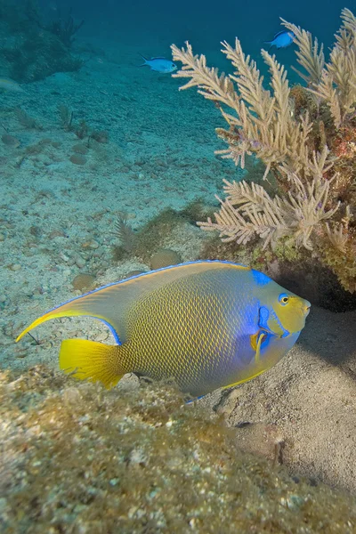 Arrecife de coral — Foto de Stock