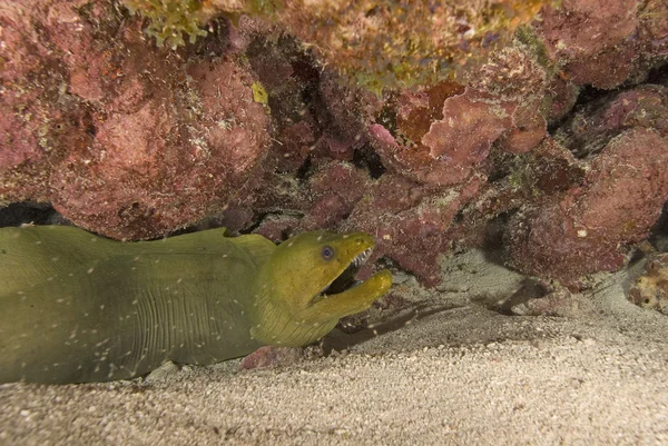 Pesce della barriera corallina — Foto Stock