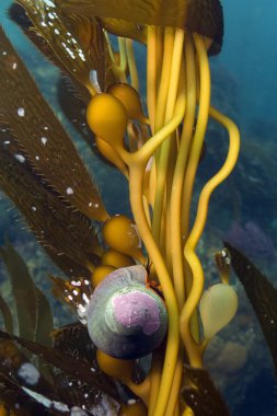 Pasifik Okyanusu sualtı tüplü dalış deniz hayat