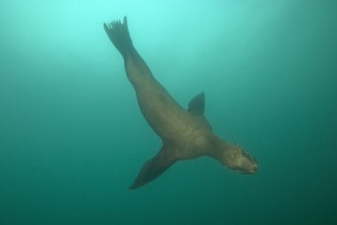 Pasifik Okyanusu sualtı tüplü dalış deniz hayat