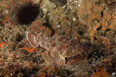 Pasifik Okyanusu su altı dalış