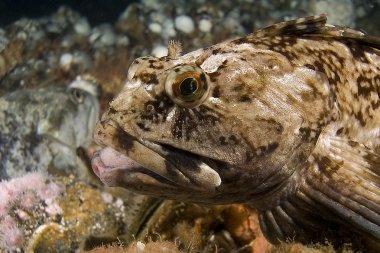 Pasifik Okyanusu su altı dalış