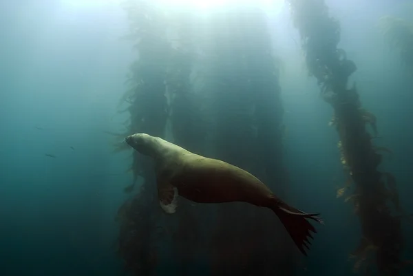 Océano Pacífico Buceo Submarino —  Fotos de Stock