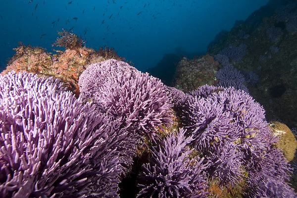 Oceano Pacifico Immersioni subacquee — Foto Stock