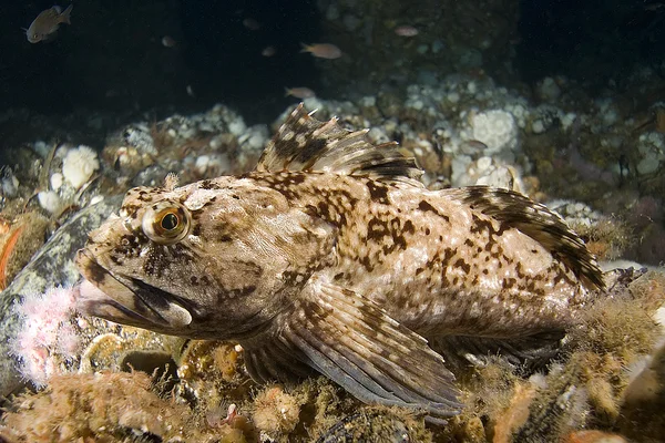 Océano Pacífico Buceo Submarino — Foto de Stock