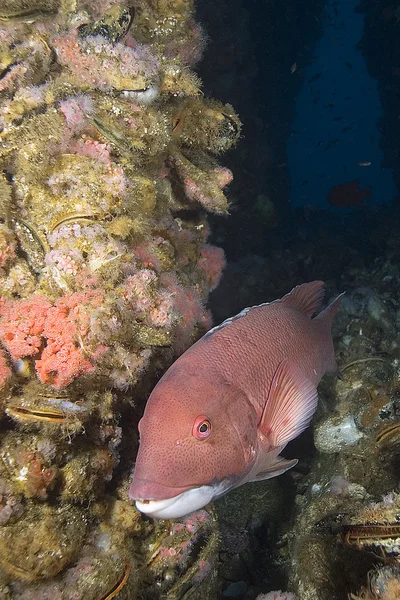 Oceano Pacífico Mergulho subaquático — Fotografia de Stock