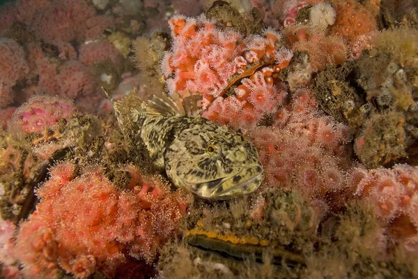 Podmořské potápění v Tichém oceánu — Stock fotografie