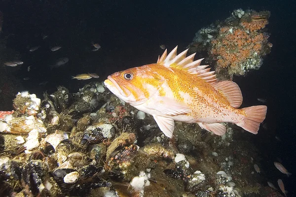 Stille Oceaan onderwater duiken — Stockfoto