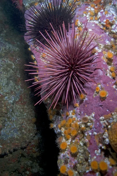 Oceano Pacifico Vita sottomarina — Foto Stock