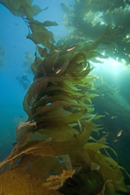 Pacific Ocean Underwater Sea Life clipart