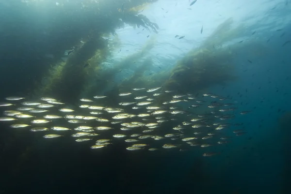 Život pod vodou moře Tichého oceánu — Stock fotografie