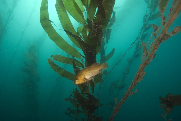 Život pod vodou moře Tichého oceánu — Stock fotografie