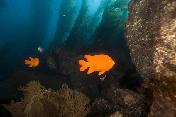 Підводний риби Каліфорнії і ліс водоростей — стокове фото