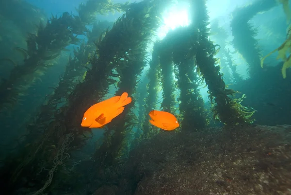 California podwodne ryba i Kelp lasu — Zdjęcie stockowe