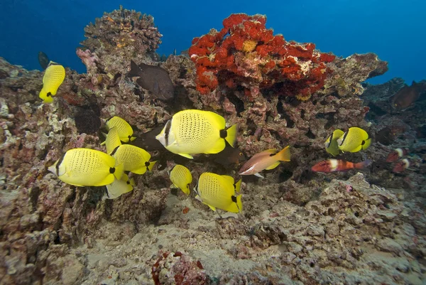 Hawaii fjäril rev fisk på korallrev — Stockfoto