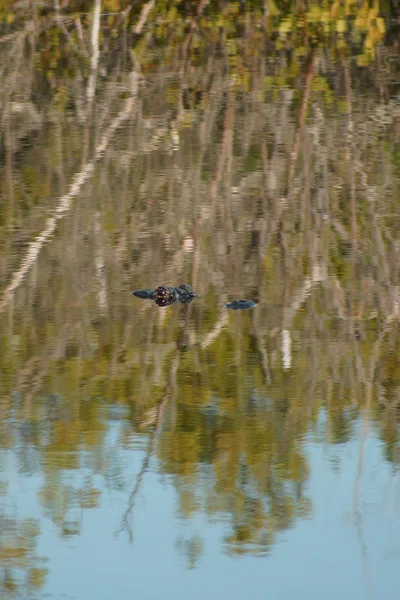 Alligator hiding in Florida swamp water — Stock Photo, Image