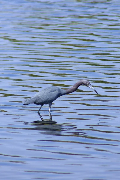 Uccello airone blu della Florida — Foto Stock