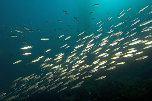 Califórnia peixe debaixo d'água e floresta de algas — Fotografia de Stock