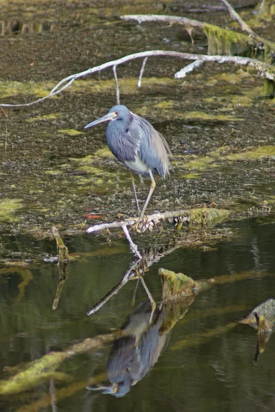 Florida Blue Heron pták — Stock fotografie