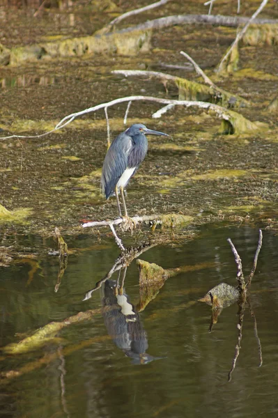 Blue Heron no pântano da Flórida — Fotografia de Stock