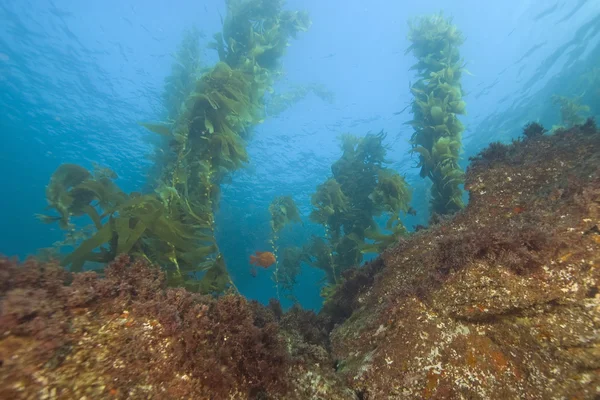 Forêt de varech de Californie sous-marine — Photo