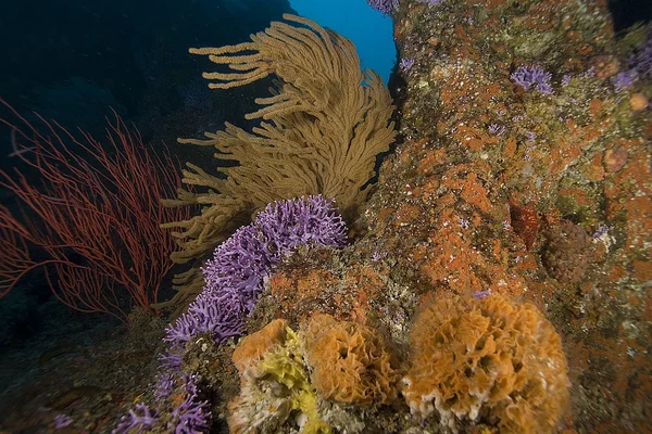 Forêt de varech de Californie sous-marine — Photo