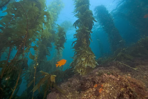 Podwodne wodorosty California lasu — Zdjęcie stockowe