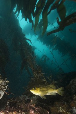 California Pasifik Okyanusu Sea Life ve sualtı balık