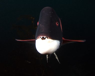 California Pasifik Okyanusu Sea Life ve sualtı balık