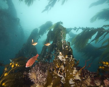 California Pasifik Okyanusu Sea Life ve sualtı balık