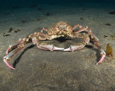 California Pasifik Okyanusu Sea Life ve sualtı balık