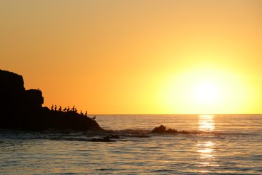 California Pasifik Okyanusu Sea Life ve sualtı balık